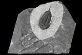 Ordovician Mucronaspis Trilobite - Morocco #121973-2